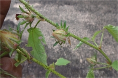 Hibiscus aculeatus